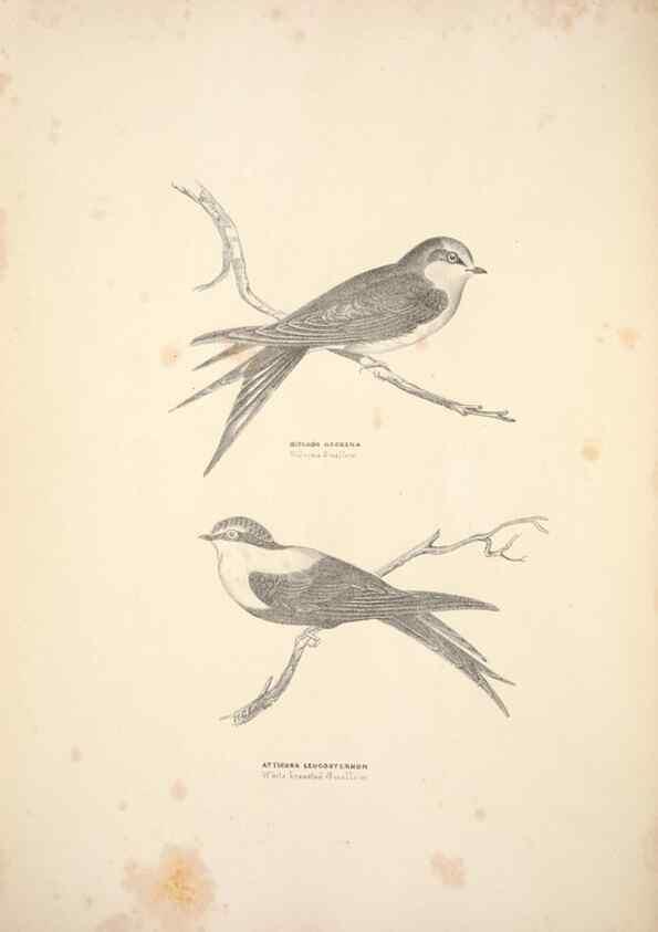 Reproducción/Reproduction 6943632549: Companion to Gould's Handbook; or, Synopsis of the birds of Australia.. Brisbane,Thorne & Greenwell,1877.