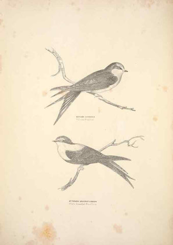 Reproducción/Reproduction 6943632549: Companion to Gould's Handbook; or, Synopsis of the birds of Australia.. Brisbane,Thorne & Greenwell,1877.