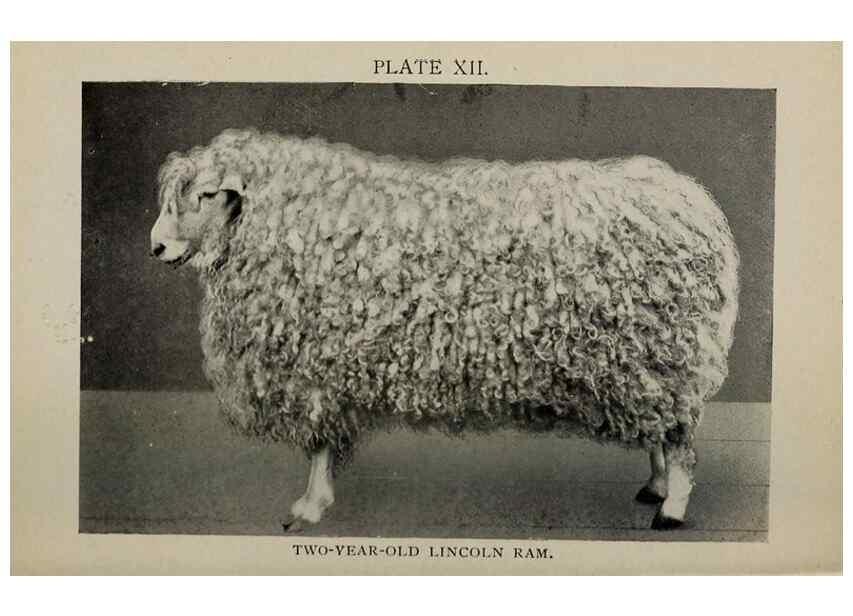 Reproducción/Reproduction 6792012108: Biggle sheep book,. Philadelphia,Wilmer Atkinson co.,1912.