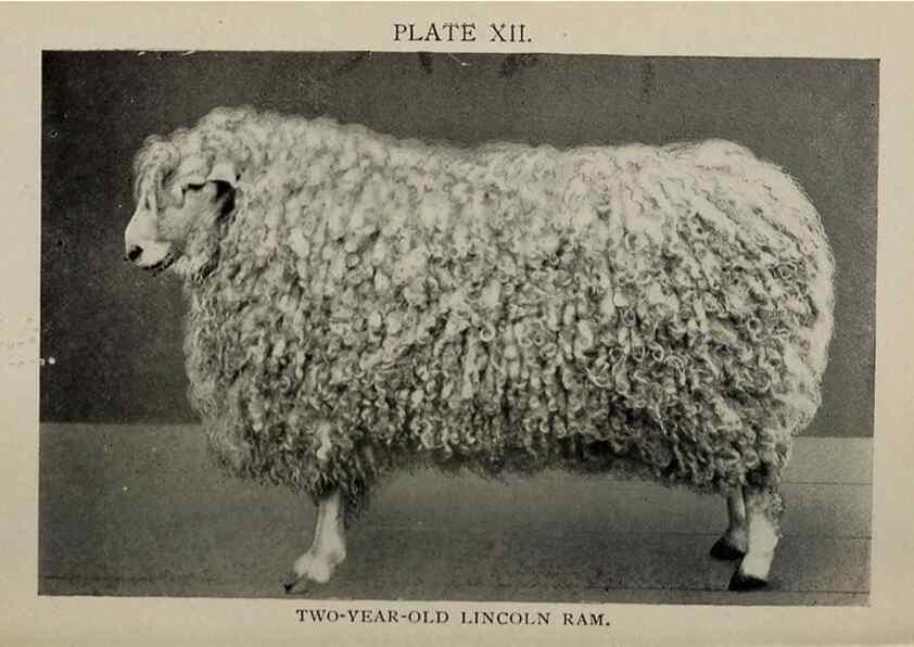 Reproducción/Reproduction 6792012108: Biggle sheep book,. Philadelphia,Wilmer Atkinson co.,1912.