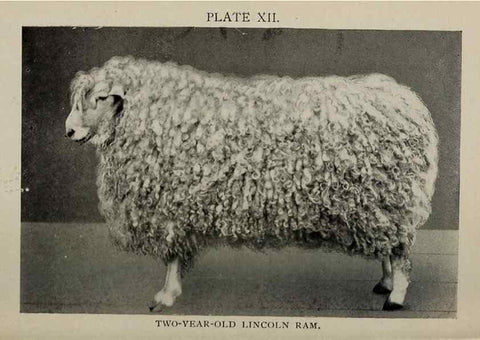 Reproducción/Reproduction 6792012108: Biggle sheep book,. Philadelphia,Wilmer Atkinson co.,1912.