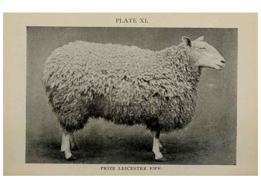 Reproducción/Reproduction 6792008764: Biggle sheep book,. Philadelphia,Wilmer Atkinson co.,1912.