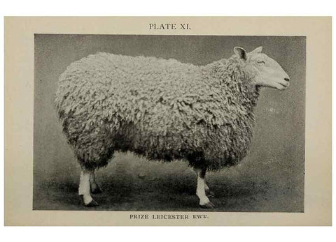 Reproducción/Reproduction 6792008764: Biggle sheep book,. Philadelphia,Wilmer Atkinson co.,1912.