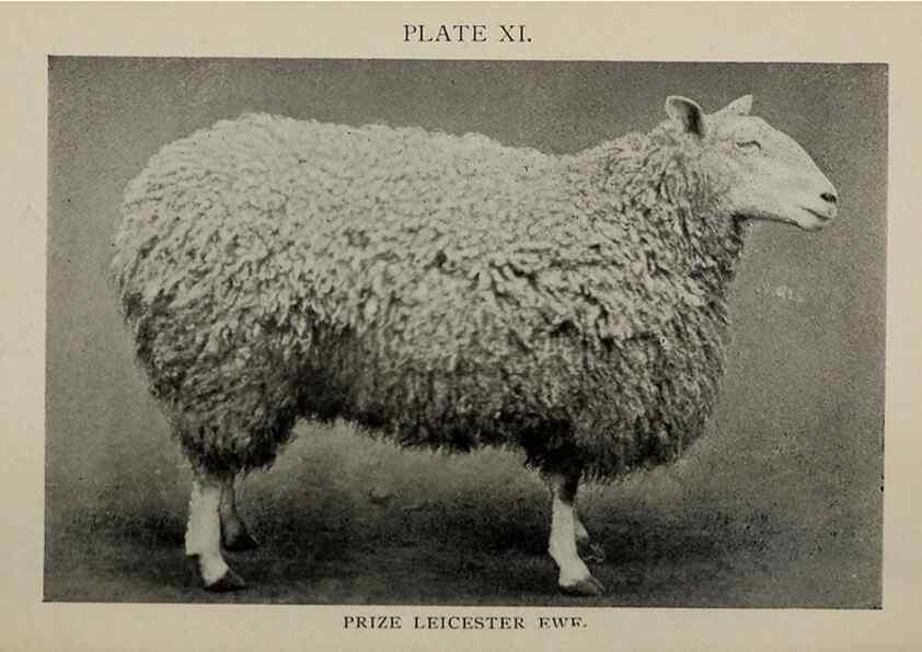 Reproducción/Reproduction 6792008764: Biggle sheep book,. Philadelphia,Wilmer Atkinson co.,1912.
