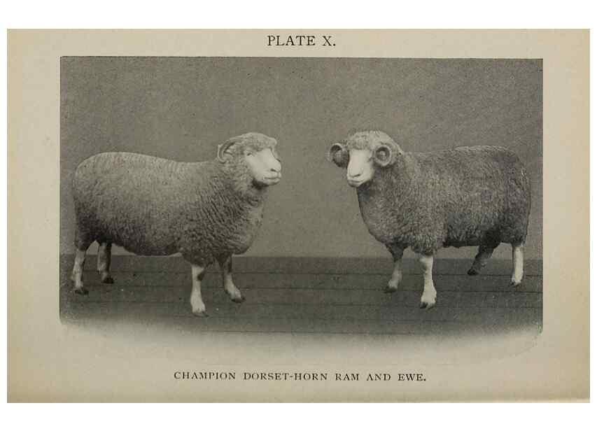 Reproducción/Reproduction 6792008250: Biggle sheep book,. Philadelphia,Wilmer Atkinson co.,1912.