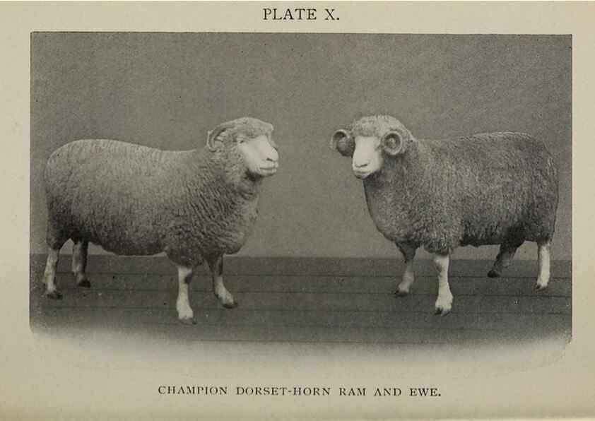 Reproducción/Reproduction 6792008250: Biggle sheep book,. Philadelphia,Wilmer Atkinson co.,1912.