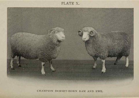 Reproducción/Reproduction 6792008250: Biggle sheep book,. Philadelphia,Wilmer Atkinson co.,1912.
