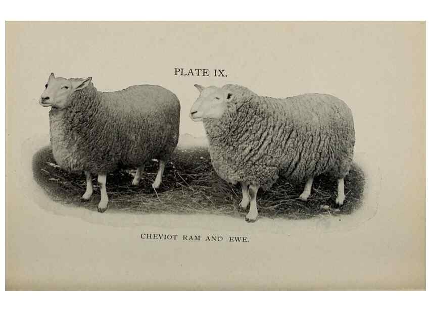 Reproducción/Reproduction 6792007716: Biggle sheep book,. Philadelphia,Wilmer Atkinson co.,1912.