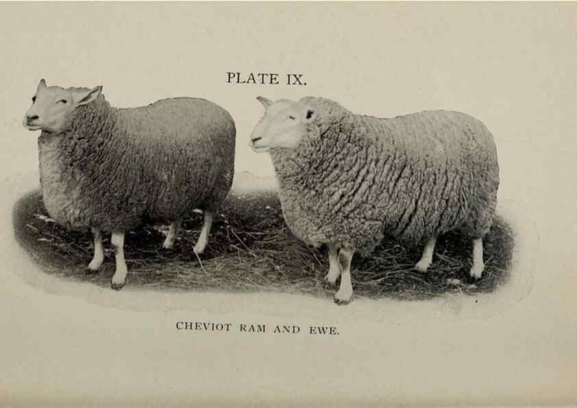 Reproducción/Reproduction 6792007716: Biggle sheep book,. Philadelphia,Wilmer Atkinson co.,1912.