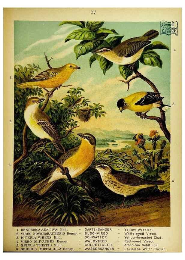 Reproducción/Reproduction 6916124327: Our native birds of song and beauty,. Milwaukee,G. Brumder,1893-96.