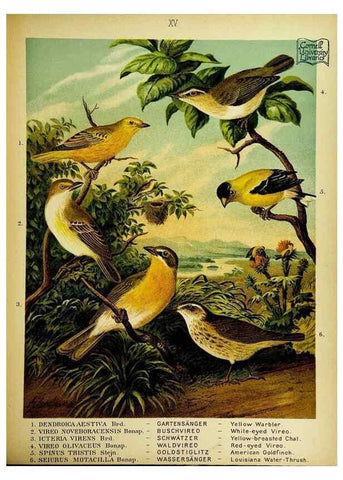 Reproducción/Reproduction 6916124327: Our native birds of song and beauty,. Milwaukee,G. Brumder,1893-96.