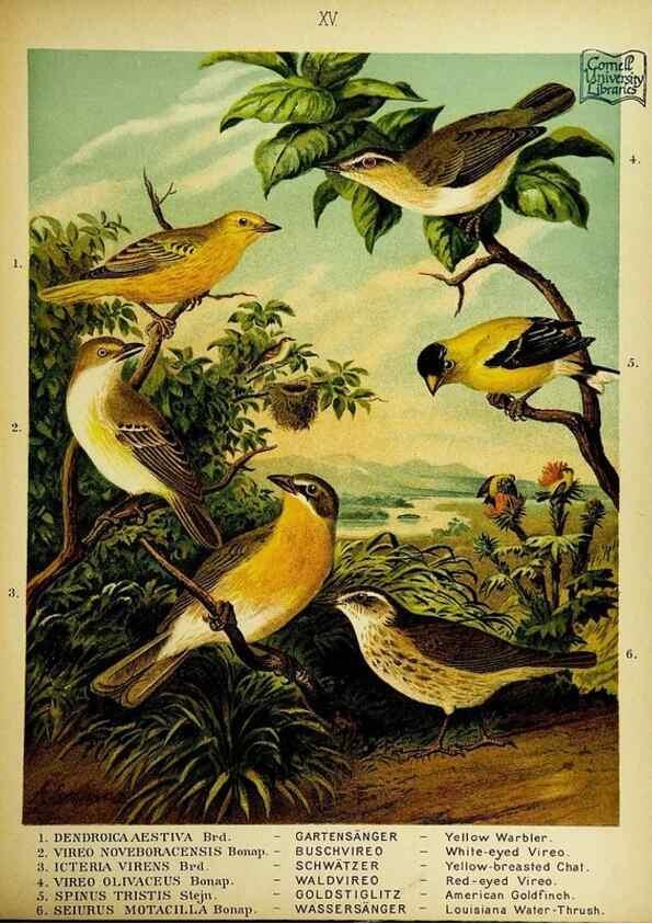 Reproducción/Reproduction 6916124327: Our native birds of song and beauty,. Milwaukee,G. Brumder,1893-96.