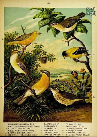 Reproducción/Reproduction 6916124327: Our native birds of song and beauty,. Milwaukee,G. Brumder,1893-96.
