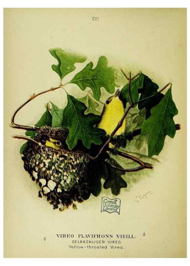 Reproducción/Reproduction 6916124901: Our native birds of song and beauty,. Milwaukee,G. Brumder,1893-96.
