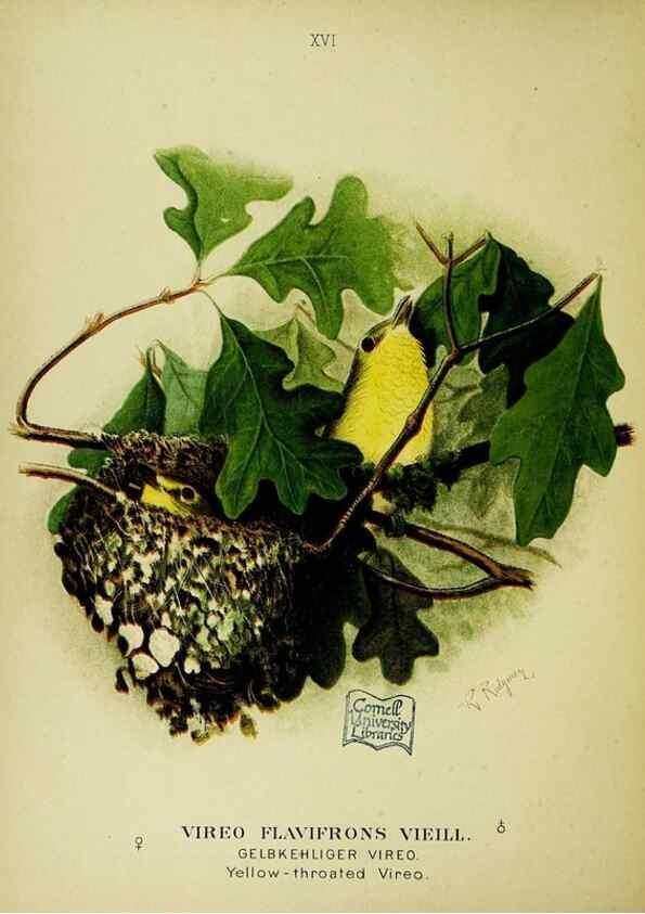 Reproducción/Reproduction 6916124901: Our native birds of song and beauty,. Milwaukee,G. Brumder,1893-96.