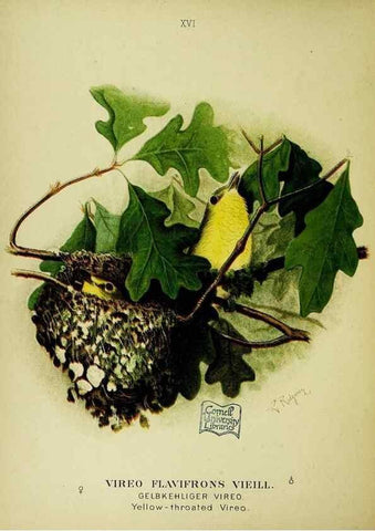 Reproducción/Reproduction 6916124901: Our native birds of song and beauty,. Milwaukee,G. Brumder,1893-96.