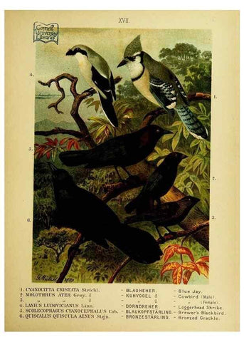 Reproducción/Reproduction 6916125561: Our native birds of song and beauty,. Milwaukee,G. Brumder,1893-96.