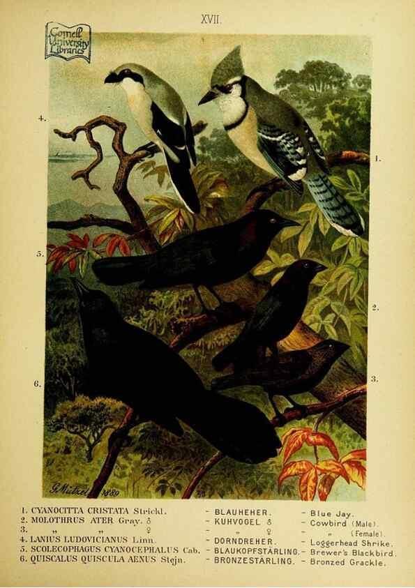 Reproducción/Reproduction 6916125561: Our native birds of song and beauty,. Milwaukee,G. Brumder,1893-96.