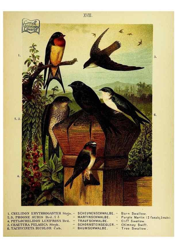 Reproducción/Reproduction 6916126347: Our native birds of song and beauty,. Milwaukee,G. Brumder,1893-96.