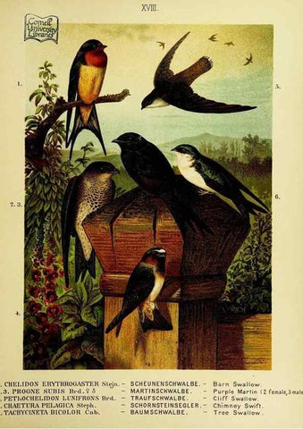 Reproducción/Reproduction 6916126347: Our native birds of song and beauty,. Milwaukee,G. Brumder,1893-96.