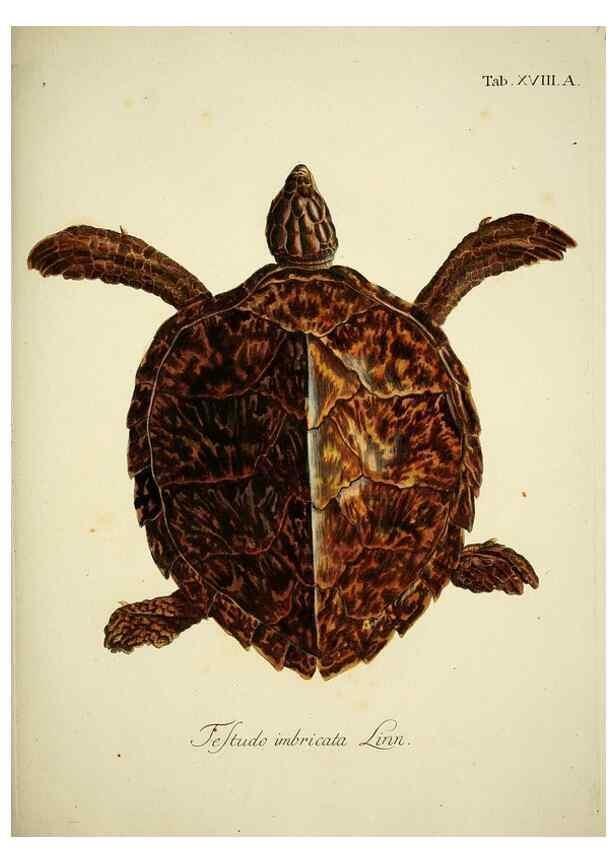 Reproducción/Reproduction 6788977774: D. Johann David Schöpfs königl. Preuss. hofraths ... Naturgeschichte der Schildkröten :. Erlangen :Bey Johann Jakob Palm,1792[-1801]