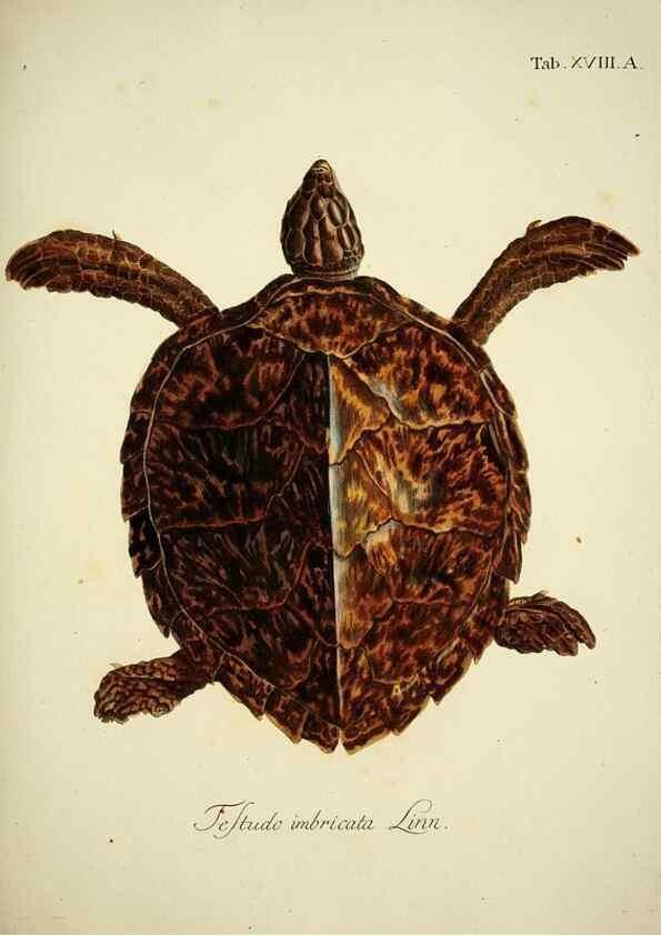 Reproducción/Reproduction 6788977774: D. Johann David Schöpfs königl. Preuss. hofraths ... Naturgeschichte der Schildkröten :. Erlangen :Bey Johann Jakob Palm,1792[-1801]