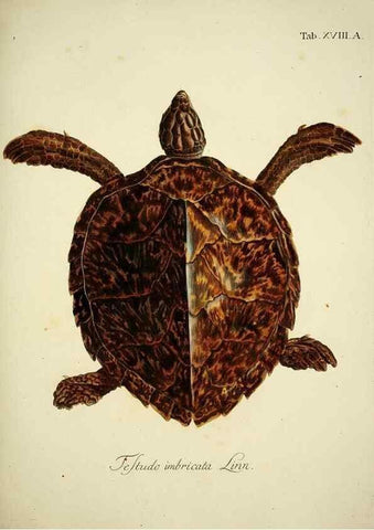 Reproducción/Reproduction 6788977774: D. Johann David Schöpfs königl. Preuss. hofraths ... Naturgeschichte der Schildkröten :. Erlangen :Bey Johann Jakob Palm,1792[-1801]