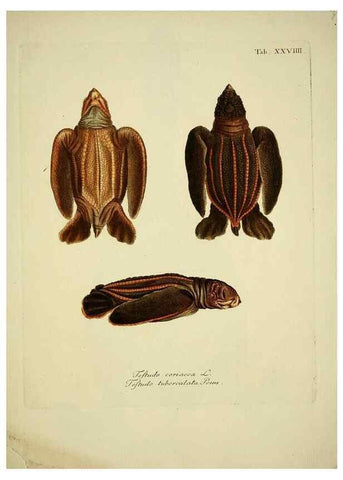 Reproducción/Reproduction 6935095557: D. Johann David Schöpfs königl. Preuss. hofraths ... Naturgeschichte der Schildkröten :. Erlangen :Bey Johann Jakob Palm,1792[-1801]