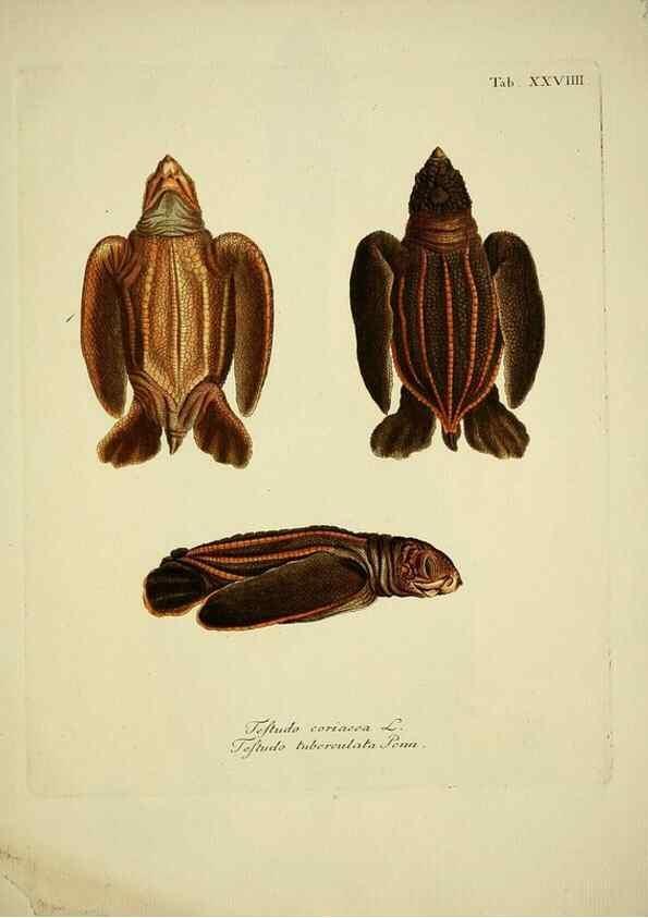 Reproducción/Reproduction 6935095557: D. Johann David Schöpfs königl. Preuss. hofraths ... Naturgeschichte der Schildkröten :. Erlangen :Bey Johann Jakob Palm,1792[-1801]