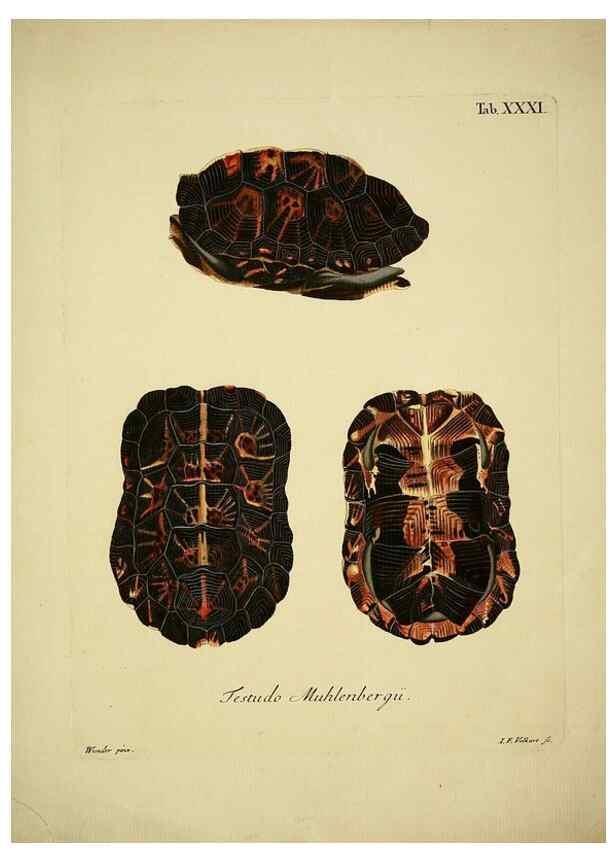 Reproducción/Reproduction 6935096713: D. Johann David Schöpfs königl. Preuss. hofraths ... Naturgeschichte der Schildkröten :. Erlangen :Bey Johann Jakob Palm,1792[-1801]