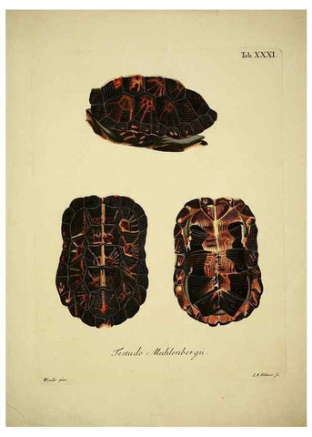 Reproducción/Reproduction 6935096713: D. Johann David Schöpfs königl. Preuss. hofraths ... Naturgeschichte der Schildkröten :. Erlangen :Bey Johann Jakob Palm,1792[-1801]