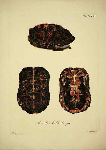 Reproducción/Reproduction 6935096713: D. Johann David Schöpfs königl. Preuss. hofraths ... Naturgeschichte der Schildkröten :. Erlangen :Bey Johann Jakob Palm,1792[-1801]