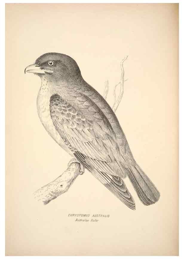 Reproducción/Reproduction 6943634039: Companion to Gould's Handbook; or, Synopsis of the birds of Australia.. Brisbane,Thorne & Greenwell,1877.