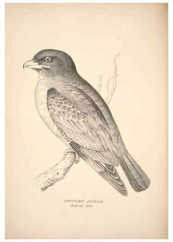 Reproducción/Reproduction 6943634039: Companion to Gould's Handbook; or, Synopsis of the birds of Australia.. Brisbane,Thorne & Greenwell,1877.