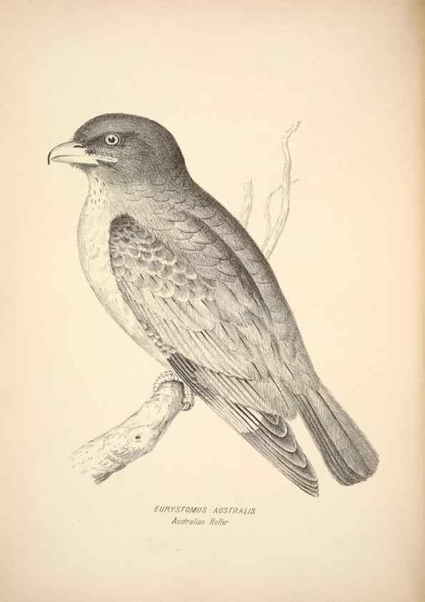 Reproducción/Reproduction 6943634039: Companion to Gould's Handbook; or, Synopsis of the birds of Australia.. Brisbane,Thorne & Greenwell,1877.