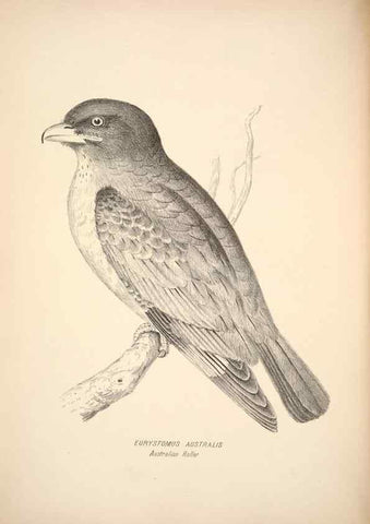 Reproducción/Reproduction 6943634039: Companion to Gould's Handbook; or, Synopsis of the birds of Australia.. Brisbane,Thorne & Greenwell,1877.