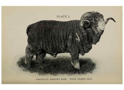 Reproducción/Reproduction 6791993976: Biggle sheep book,. Philadelphia,Wilmer Atkinson co.,1912.