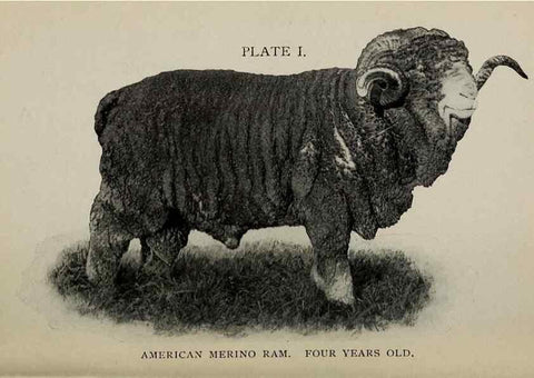Reproducción/Reproduction 6791993976: Biggle sheep book,. Philadelphia,Wilmer Atkinson co.,1912.
