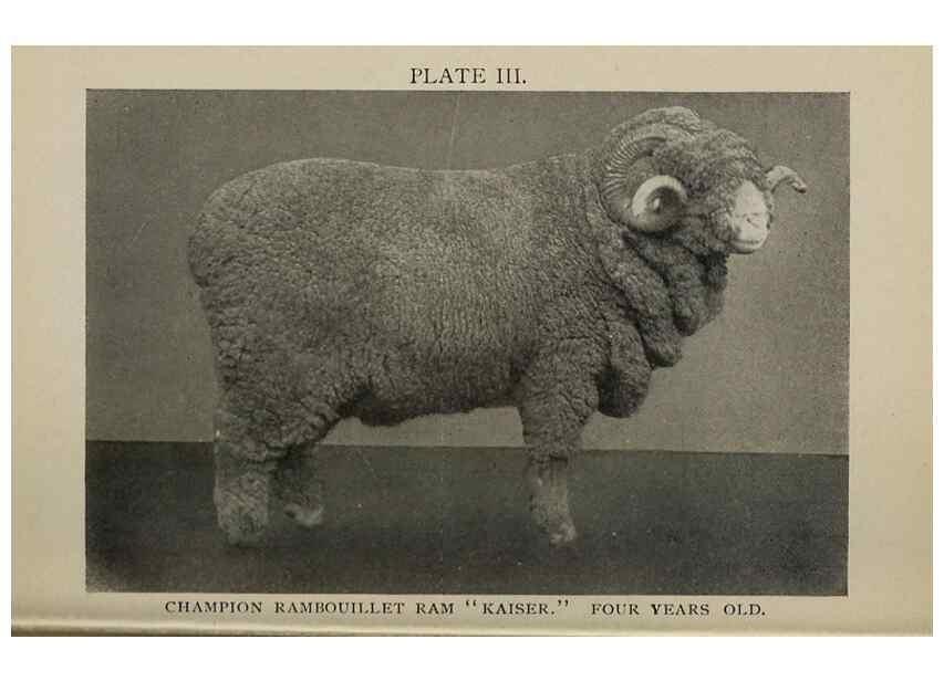 Reproducción/Reproduction 6791995302: Biggle sheep book,. Philadelphia,Wilmer Atkinson co.,1912.