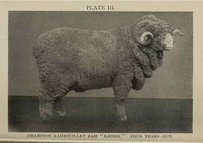 Reproducción/Reproduction 6791995302: Biggle sheep book,. Philadelphia,Wilmer Atkinson co.,1912.