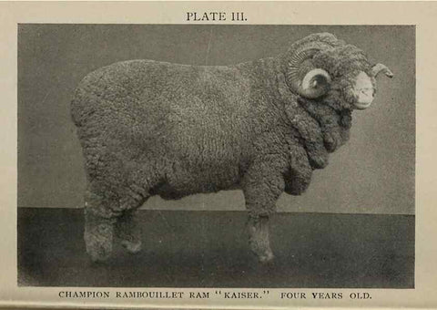 Reproducción/Reproduction 6791995302: Biggle sheep book,. Philadelphia,Wilmer Atkinson co.,1912.