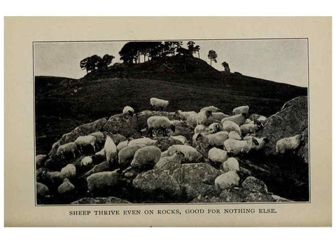 Reproducción/Reproduction 6791996042: Biggle sheep book,. Philadelphia,Wilmer Atkinson co.,1912.