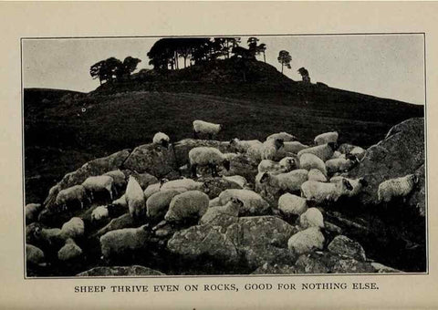 Reproducción/Reproduction 6791996042: Biggle sheep book,. Philadelphia,Wilmer Atkinson co.,1912.