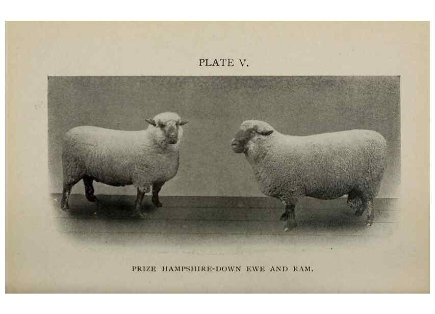 Reproducción/Reproduction 6791996614: Biggle sheep book,. Philadelphia,Wilmer Atkinson co.,1912.