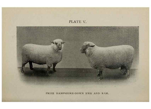 Reproducción/Reproduction 6791996614: Biggle sheep book,. Philadelphia,Wilmer Atkinson co.,1912.