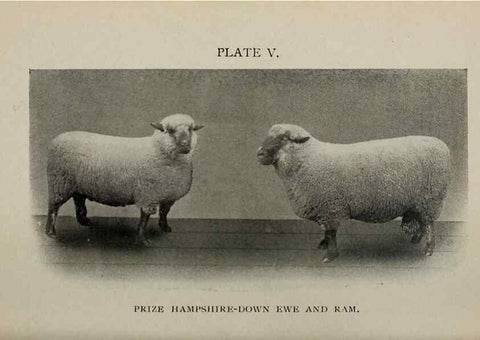 Reproducción/Reproduction 6791996614: Biggle sheep book,. Philadelphia,Wilmer Atkinson co.,1912.