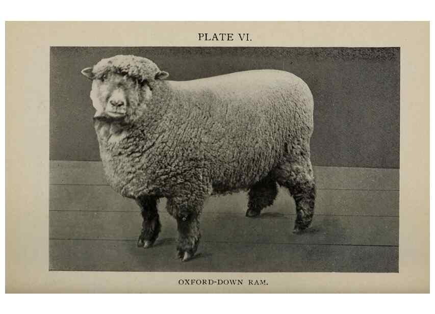 Reproducción/Reproduction 6938112545: Biggle sheep book,. Philadelphia,Wilmer Atkinson co.,1912.
