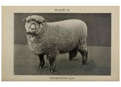 Reproducción/Reproduction 6938112545: Biggle sheep book,. Philadelphia,Wilmer Atkinson co.,1912.