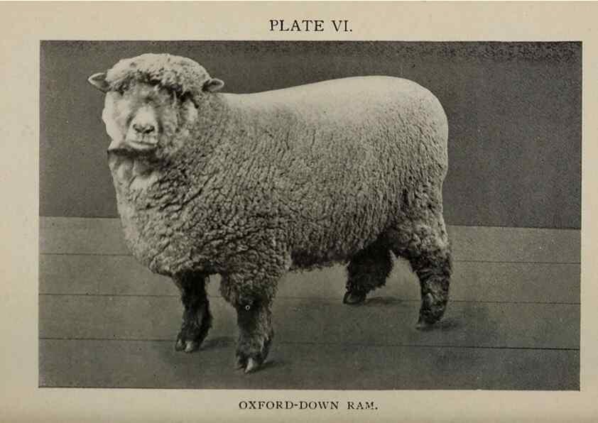 Reproducción/Reproduction 6938112545: Biggle sheep book,. Philadelphia,Wilmer Atkinson co.,1912.