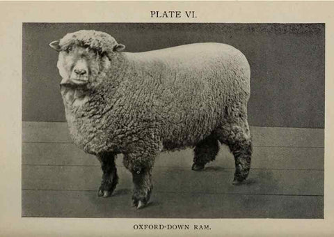 Reproducción/Reproduction 6938112545: Biggle sheep book,. Philadelphia,Wilmer Atkinson co.,1912.